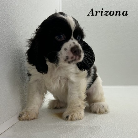puppy, for, sale, Cocker Spaniel, Joe & Cherri  Overlease, dog, breeder, Miller, MO, dog-breeder, puppy-for-sale, forsale, nearby, find, puppyfind, locator, puppylocator, aca